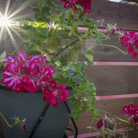 Viaggio Elegant Hriszí Aktí Haniá