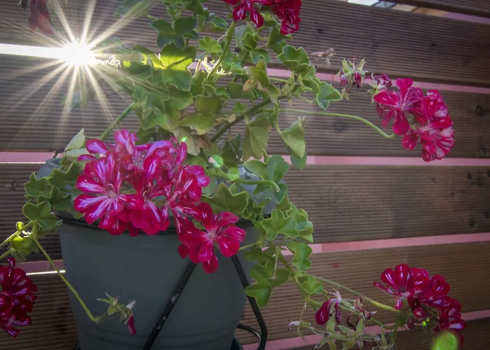 Viaggio Elegant ハニア